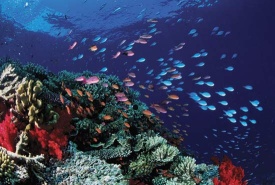 Great Barrier Reef